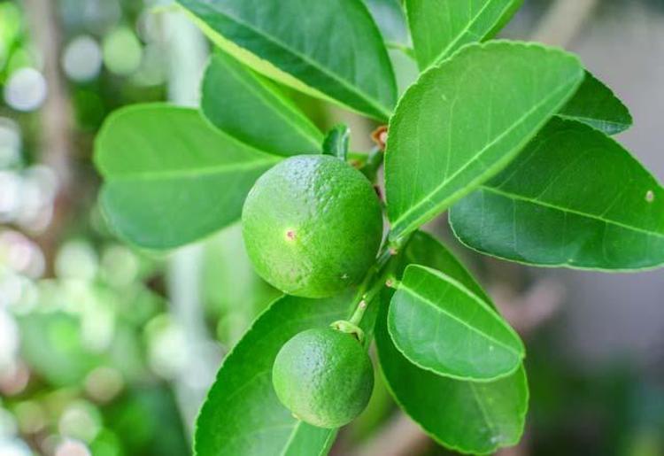 Limequa