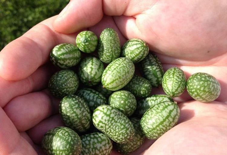 Cucamelon meyvesinin faydaları nelerdir