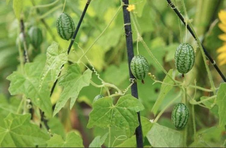 Cucamelon meyvesinin faydaları nelerdir