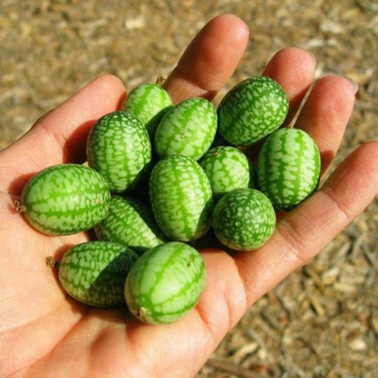 Cucamelon meyvesinin faydaları nelerdir