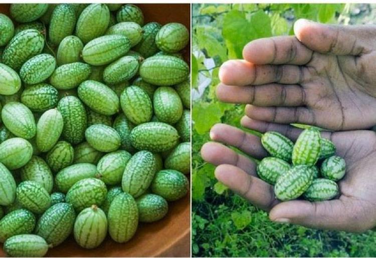 Cucamelon meyvesinin faydaları nelerdir