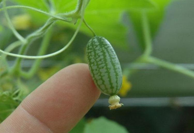 Cucamelon meyvesinin faydaları nelerdir
