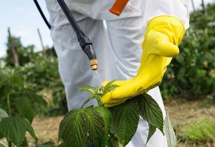 Yapılan araştırmalar sonucunda semt pazarlarından tesadüfî olarak toplanan ve en çok tüketilen domates, biber, hıyar, kabak, patlıcan, portakal ve çilek gibi sebze ve meyveler laboratuarda yapılan pestisit (tarımsal ilaç) analizinde maksimum kalıntı limitlerini aşan gıdaların oranının yüzde 25 çıktığını söyledi.Kansere bile neden olabilir