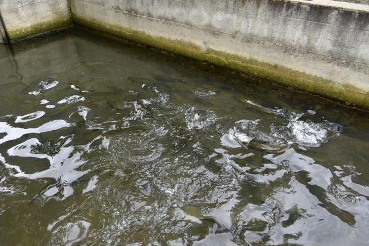Kilometrelerce uzaktan çağıran tat: Alabalık