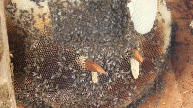 İnsan eli değmeden üretilen lezzet: Karakovan balı