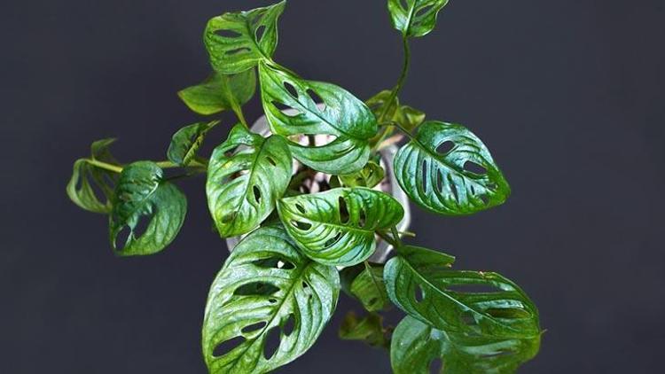 Monstera Deliciosa (Devetabanı)