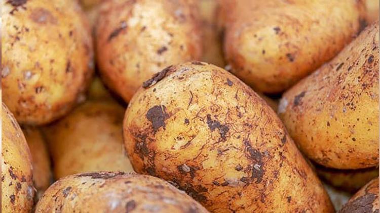 Kabuklu patates