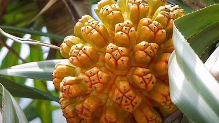 Ananas