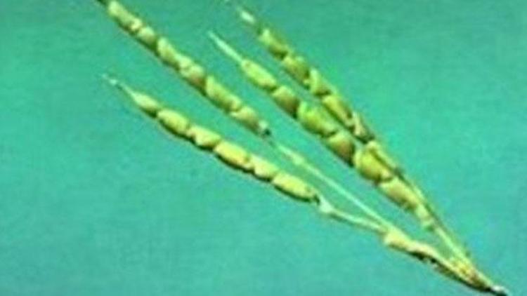 Her gün yediğiniz bu sebzenin ne olduğunu biliyor musunuz İşte meyve ve sebzelerin yüzyıllar önceki ilk halleri