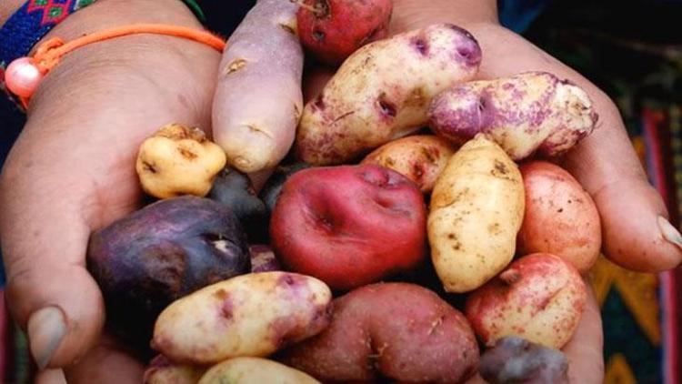 Patates