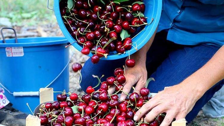 Yaklaşık 3 bin ton üretiliyor İşte Napolyon kirazının bahçeden sofraya lezzet yolculuğu...