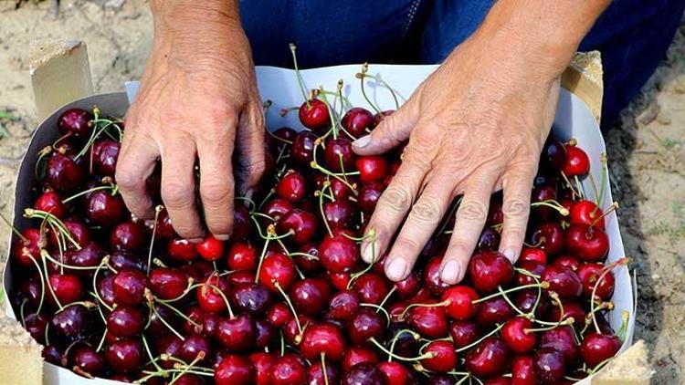 Yaklaşık 3 bin ton üretiliyor İşte Napolyon kirazının bahçeden sofraya lezzet yolculuğu...