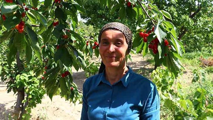 Yaklaşık 3 bin ton üretiliyor İşte Napolyon kirazının bahçeden sofraya lezzet yolculuğu...