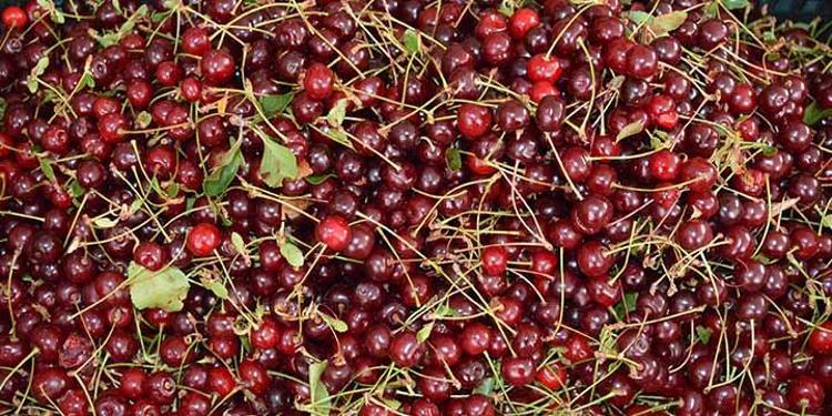 Elazığın patentli lezzeti: Vişneli dondurma
