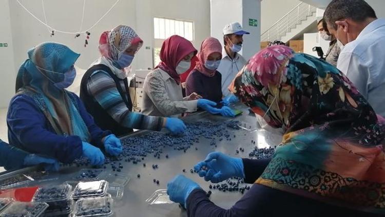 Dünyanın her yerinden sipariş yağıyor Paket paket satılıyor