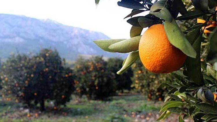 Uzmanı uyardı: Bu gıdaların hepsi sahte
