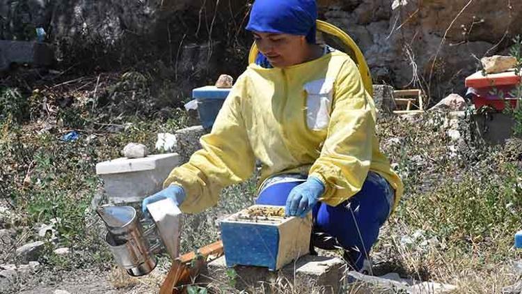 Ürettiği kraliçe arıların tanesini 100 liradan satıyor