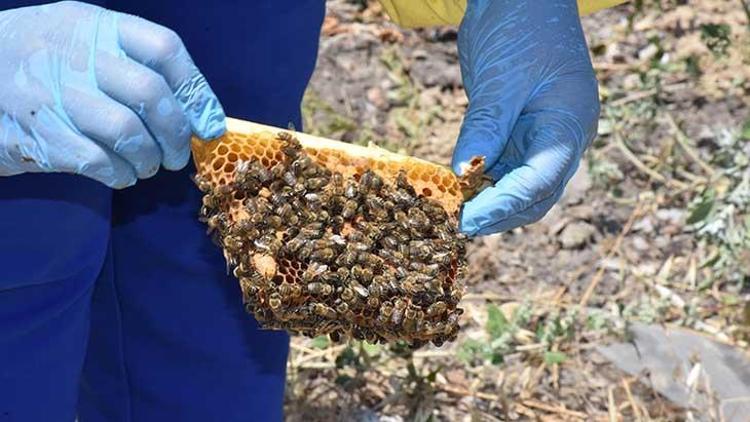 Ürettiği kraliçe arıların tanesini 100 liradan satıyor
