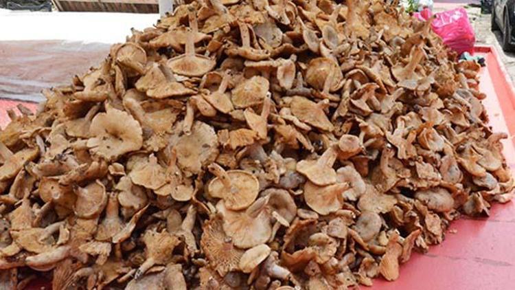 Ordunun meşhur tirmit mantarı tezgahlarda yerini aldı