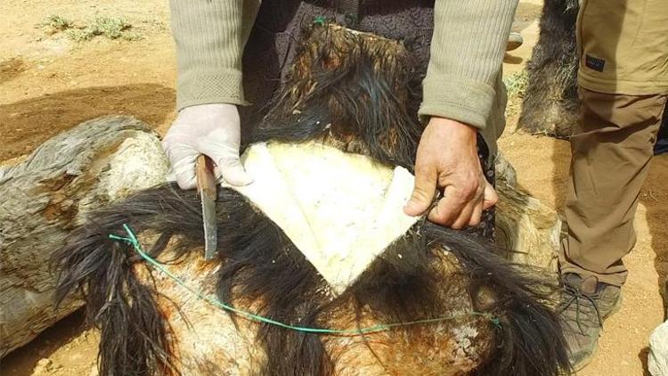 Söğle peyniri nasıl yapılıyor