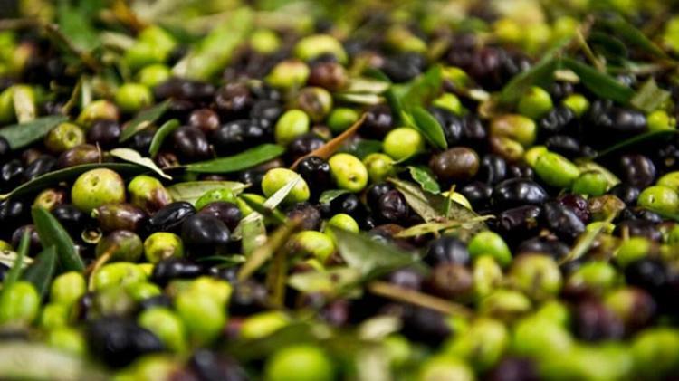 Zeytinde büyük hile Karartmak için bunları kullanıyorlar