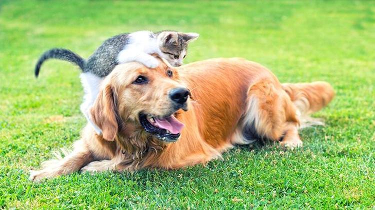Köpekler neden kıyafetler üzerinde uyur