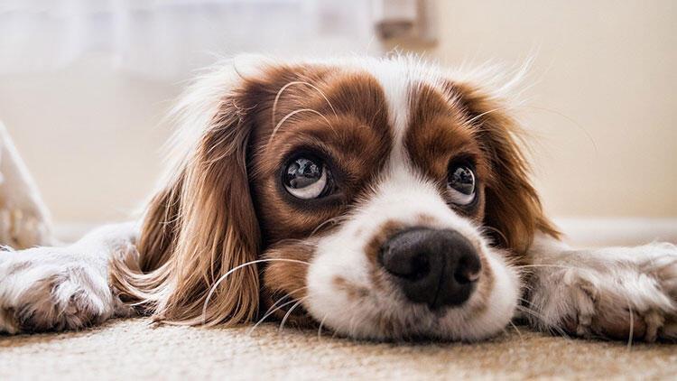 Köpekler sizi dinlerken neden başlarını eğer