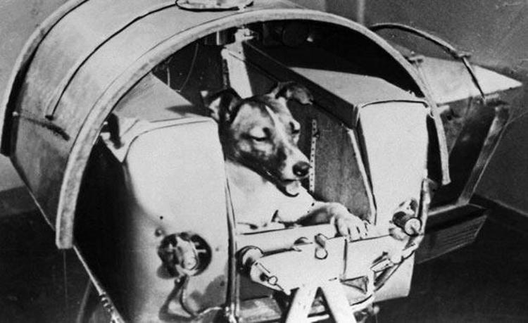 Uzayın ilk misafirleri olan 13 astronot hayvan