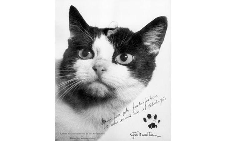 Kedi