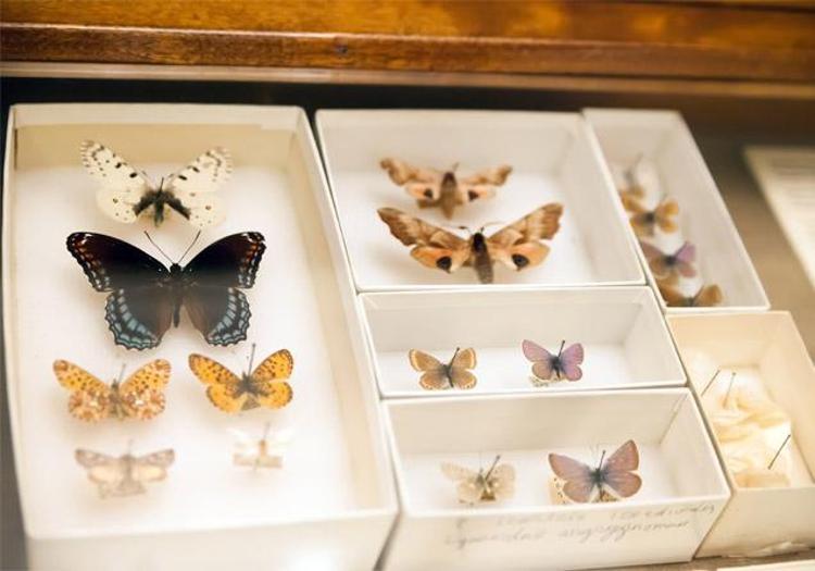 ABDde 4 kez reddedildi