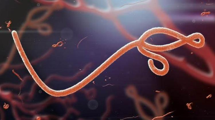 6. Ebola