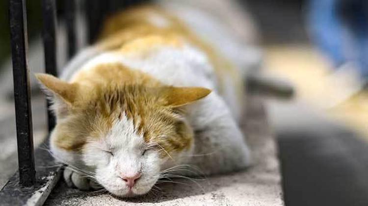 Tatlı mı tatlı görev