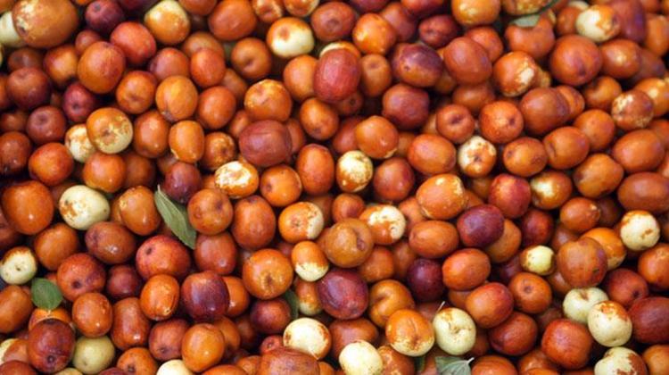 Büyük bir zeytin gibi, Çinliler vazgeçemedi Aç karnına hünnap yiyince bakın ne oluyor