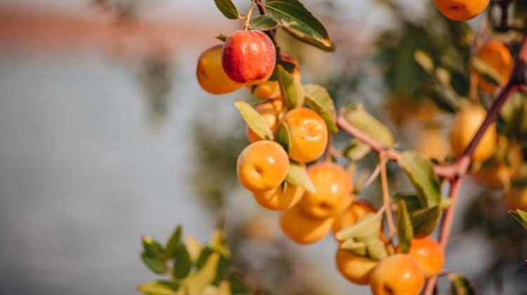 Büyük bir zeytin gibi, Çinliler vazgeçemedi Aç karnına hünnap yiyince bakın ne oluyor