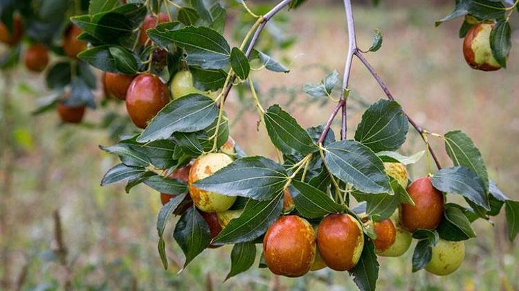 Büyük bir zeytin gibi, Çinliler vazgeçemedi Aç karnına hünnap yiyince bakın ne oluyor