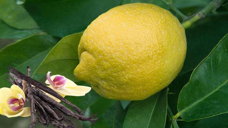 1- Doğal roll-on limon