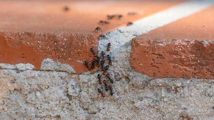 Evin her yerine tuz etkisi Yerlere ayna gibi cila yapıyor, perdeleri bembeyaz hale getiriyor