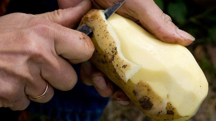DOĞRU PATATES SEÇİMİ
