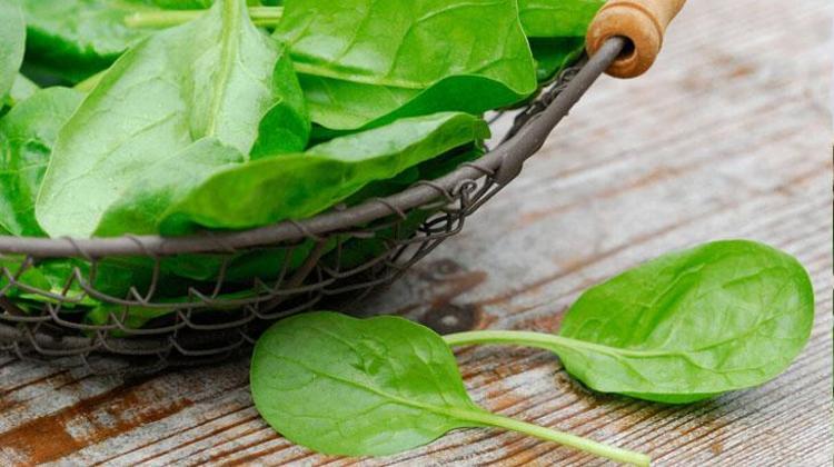 Sevmeyenler bile parmaklarını yedi Ispanak pişerken içine atın, vitamin bombası oluyor