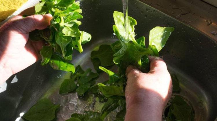 Sevmeyenler bile parmaklarını yedi Ispanak pişerken içine atın, vitamin bombası oluyor