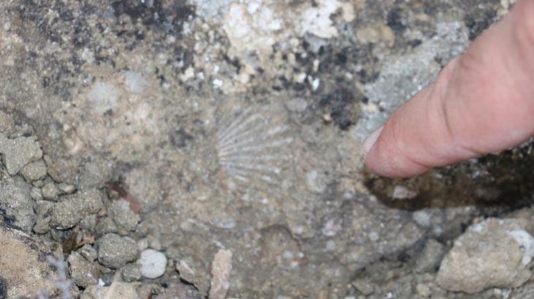 15 Milyon yıl önce Sivas’ta deniz vardı