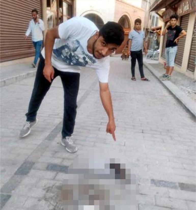Otomobil 3 yavru kediyi ezdi, anne yanlarından ayrılmadı