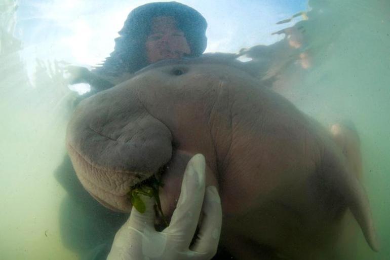 Bebek dugong öldü