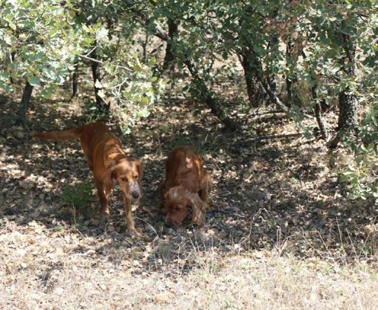 Kilosu 3 bin 500 euro Av köpekleri buldu