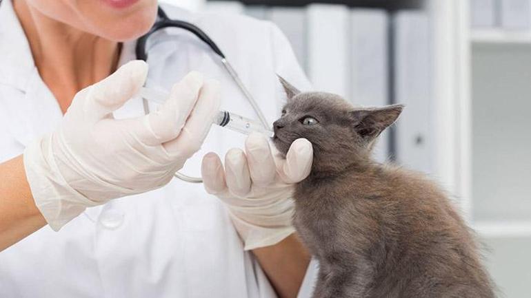 Kedi nezlesi nedir, nasıl tedavi edilir