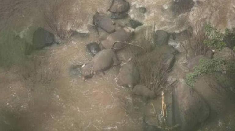 Taylandda şelale havuzuna düşen 6 fil öldü