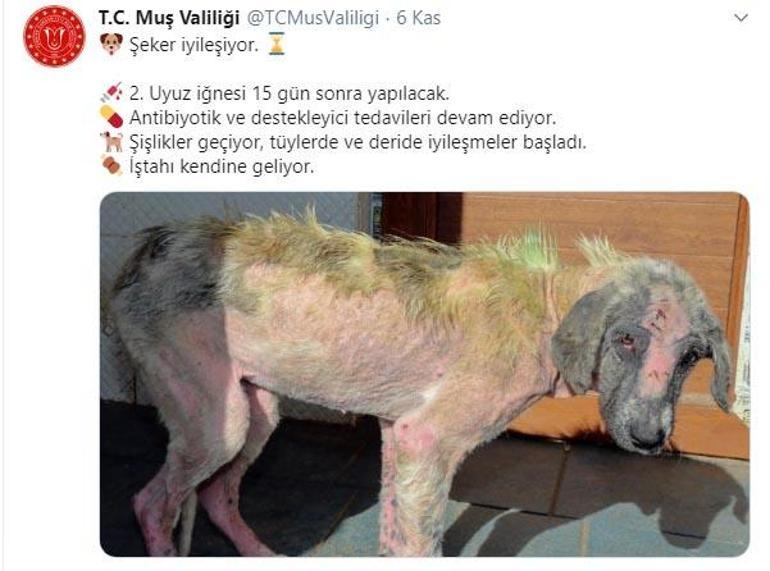 Belediye personelinin eziyet ettiği köpeği vali sahiplendi