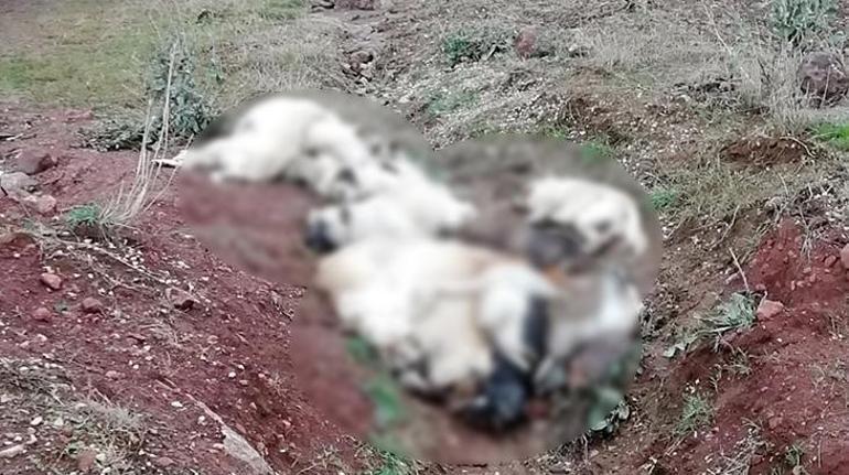 Arazide üst üste atılmış köpek ölüleri bulundu