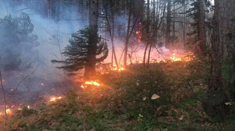 Son dakika Uludağda orman yangını Ekipler yangına müdahale ediyor