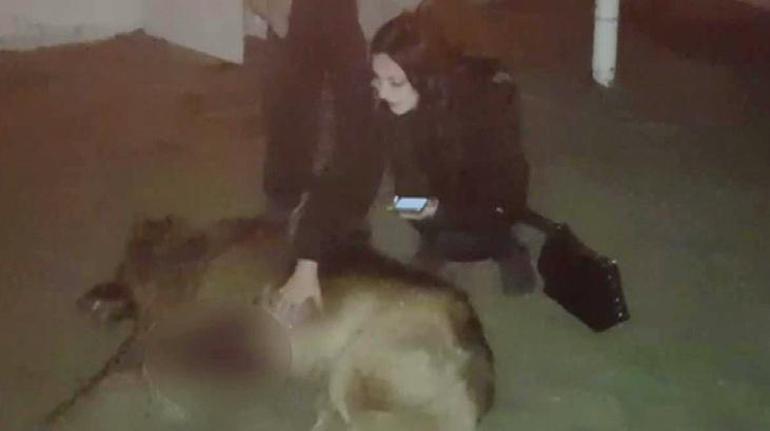 Silivride silahla öldürülmüş köpeğini gören kadın sinir krizi geçirdi